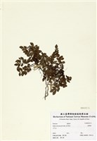 藏品(臺灣莓)的圖片